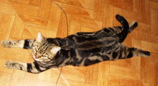 Картинка по теме - как лечить цистит у кота