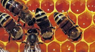 Картинка по теме - как употреблять прополис