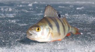 Картинка по теме - как поймать в реке рыбу