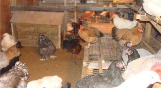 Картинка по теме - как утеплить курятник