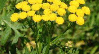 Картинка по теме - как заваривать пижму