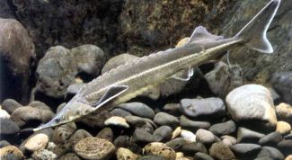 Картинка по теме - как выращивать осетра