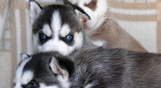 Картинка по теме - как воспитать щенка лайки