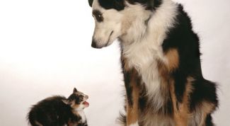 Картинка по теме - как воспитать идеальную собаку