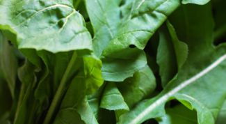 Картинка по теме - как выращивать руколу