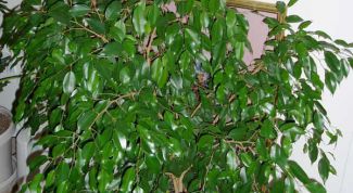 Картинка по теме - как пересадить фикус бенджамина