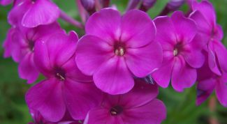 Картинка по теме - как вырастить флоксы из семян