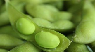 Картинка по теме - как вырастить сою