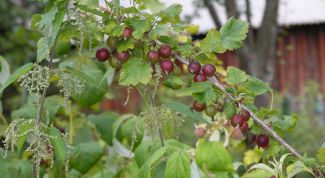 Картинка по теме - как разводить эпин