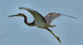 Картинка по теме - как нарисовать журавля