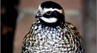 Картинка по теме - как кормить перепелов