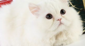 Картинка по теме - как вывести шерсть у кошки