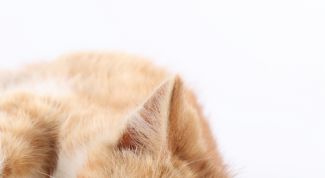 Картинка по теме - как поставить клизму кошке