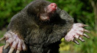 Картинка по теме - как вывести кротов