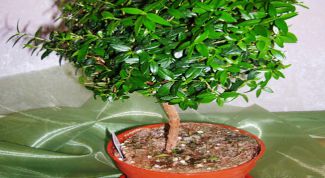 Картинка по теме - как вырастить мирт