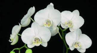 Картинка по теме - как размножить фаленопсис