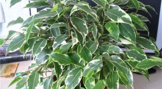 Картинка по теме - как вырастить фикус бенджамина