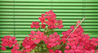 Картинка по теме - как закрепить жалюзи на пластиковом окне