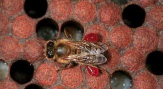 Картинка по теме - как растворить прополис