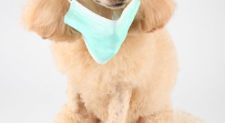 Картинка по теме - как лечить рану у собаки