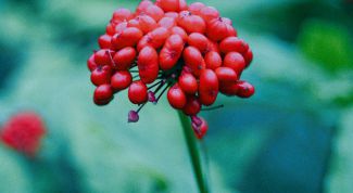 Картинка по теме - как принимать настойку женьшеня