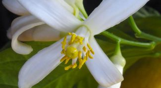 Картинка по теме - как заставить лимон плодоносить