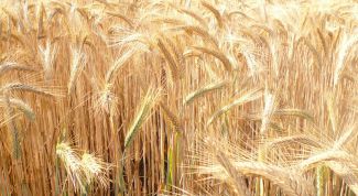 Картинка по теме - как сеять хлеб