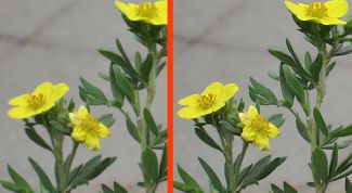 Картинка по теме - как улучшить четкость фотографии в фотошопе