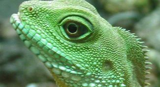 Картинка по теме - как содержать ящериц