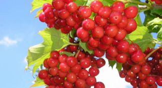 Картинка по теме - как нарисовать калину