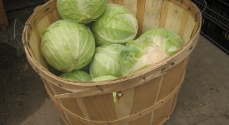 Картинка по теме - как сохранить капусту свежей