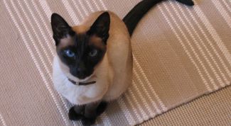 Картинка по теме - как назвать сиамского кота