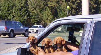 Картинка по теме - как заработать на собаках