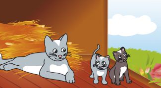 Картинка по теме - как разводить котят