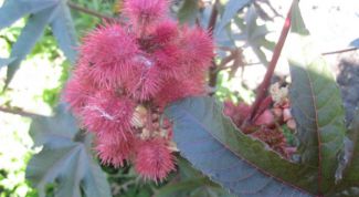 Картинка по теме - как вырастить клещевину