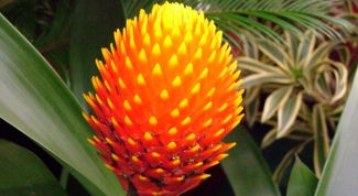 Картинка по теме - как пересаживать гусманию