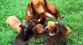 Картинка по теме - как выбрать щенка таксы