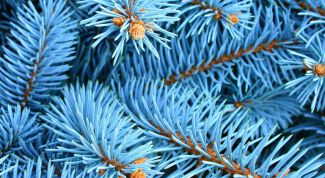 Картинка по теме - как посадить голубую ель