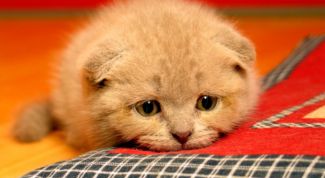 Картинка по теме - как лечить понос у кота