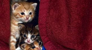 Картинка по теме - как содержать котенка