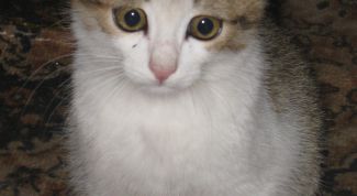 Картинка по теме - как вывести глистов у котенка