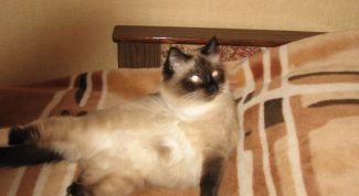 Картинка по теме - как приучить кошку к дому