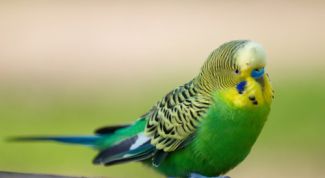 Картинка по теме - как приучить попугая к плечу