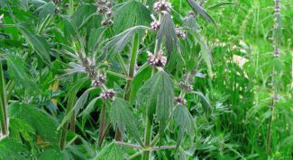 Картинка по теме - как применять пустырник