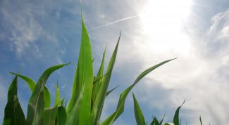 Картинка по теме - как избавиться от пессимизма