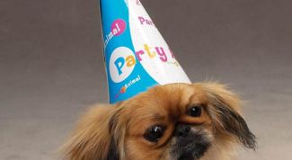 Картинка по теме - как назвать пекинеса