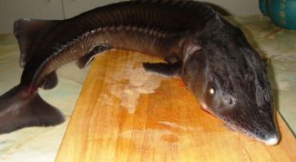 Картинка по теме - как запекать стерлядь