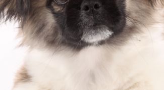 Картинка по теме - как приучить щенка к горшку