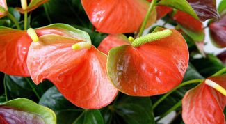 Картинка по теме - как посадить антуриум