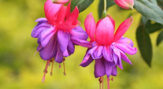 Картинка по теме - как выращивать фуксию